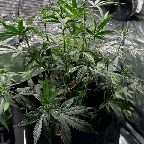 Apple Strudel Auto growlog timeline photo