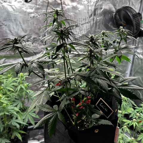 Lemon Cherry Cookie Auto growlog timeline photo