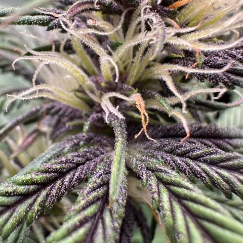 Purple Punch Auto growlog timeline photo