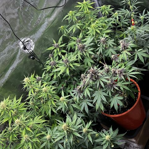 Banana Purple Punch Auto growlog timeline photo