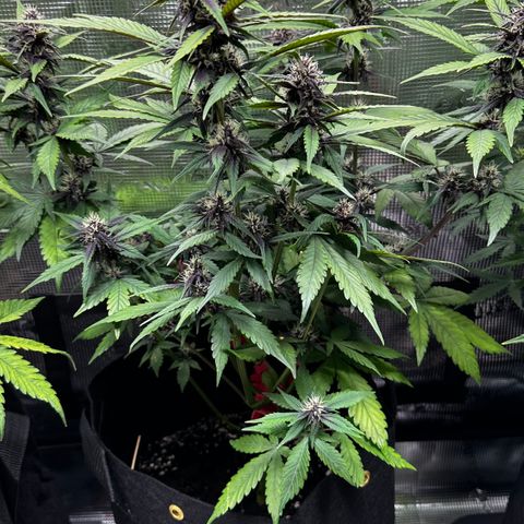 Lemon Cherry Cookie Auto growlog timeline photo