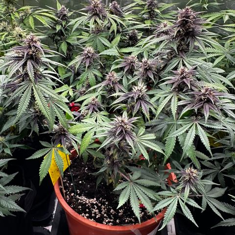 Purple Punch Auto growlog timeline photo