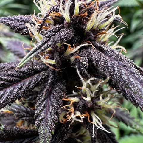 Purple Punch Auto growlog timeline photo