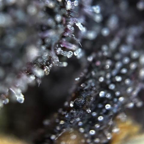 Purple Punch Auto growlog timeline photo
