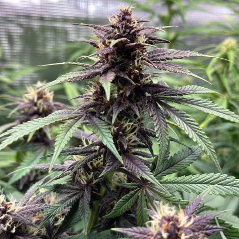 Purple Punch Auto growlog timeline photo