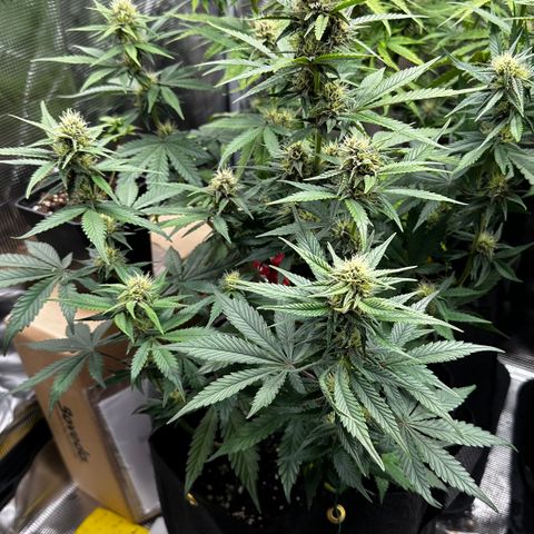 Banana Purple Punch Auto growlog timeline photo