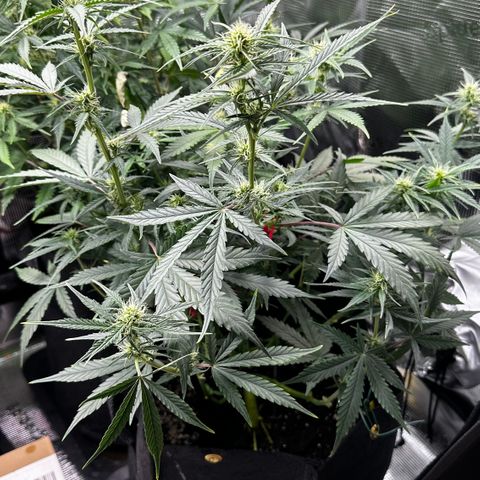 Apple Strudel Auto growlog timeline photo