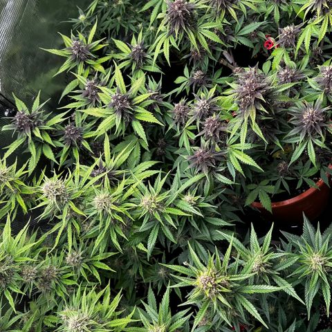 Banana Purple Punch Auto growlog timeline photo
