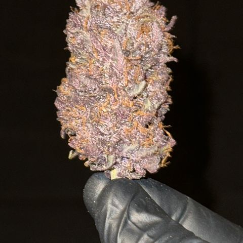 Lemon Cherry Cookie Auto growlog timeline photo