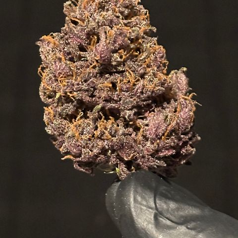 Purple Punch Auto growlog timeline photo