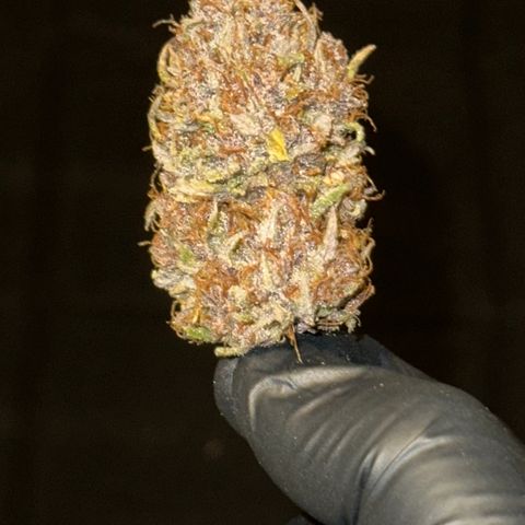 Apple Strudel Auto growlog timeline photo