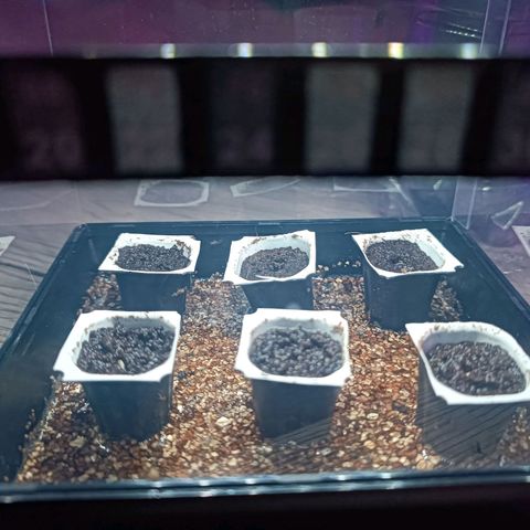 Lemon Shining Silver Haze  growlog photo: Also im Propagator hinten 🤓 (bloß nicht vertauschen😬)