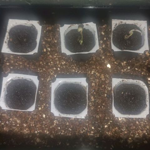 Lemon Shining Silver Haze  growlog photo: Rechts oben WTF?