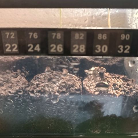Hulkberry growlog photo: Rechts vorn hat sich schon aus der Erde des Jiffy getraut 👌