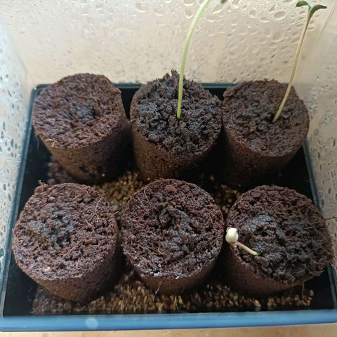 Hulkberry growlog photo: Vorn rechts, kurz vorm Eintopfen und beim ausschälen geholfen🤓