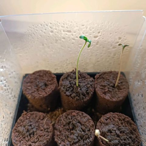 Lemon Shining Silver Haze  growlog photo: Mitte schon bereit für Ausbildung von Hauptblättern, rechts kurz vor Spargeln und beide kurz vorm Eintopfen 👌
