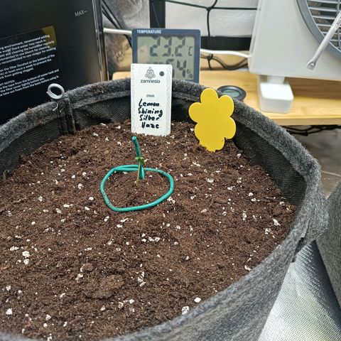 Lemon Shining Silver Haze  growlog photo: Die "mittlere" welche am größten war 