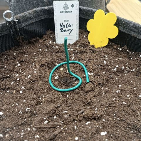 Hulkberry growlog photo: Die erste "Rechts vorn" 