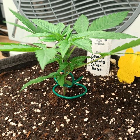 Lemon Shining Silver Haze  growlog photo: Die beiden gekeimten LSSH am Tag 17