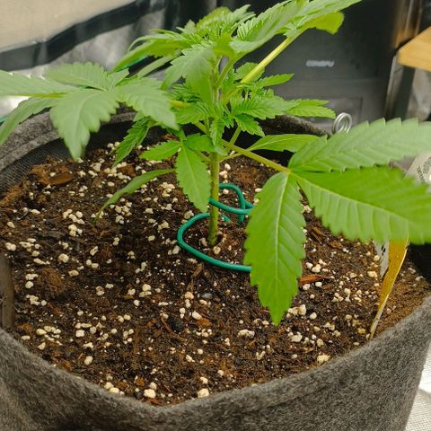 Lemon Shining Silver Haze  growlog photo: Die beiden gekeimten LSSH am Tag 17