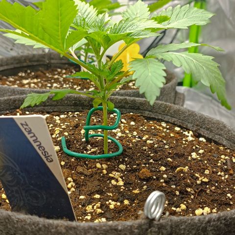 Hulkberry growlog photo: Leider die einzige überlebende Hulkberry am Tag 17