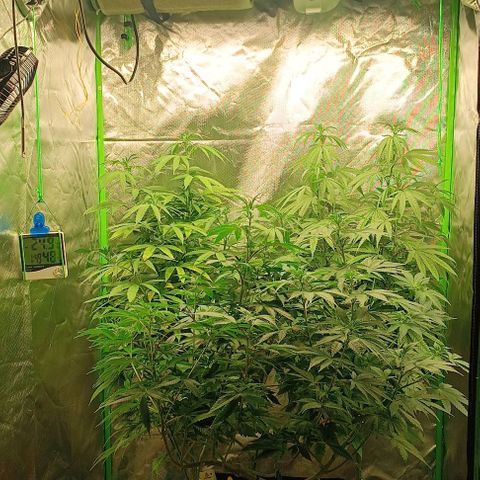 Lemon Shining Silver Haze  growlog photo: Vor-freigeschnitten fürs lollipoppen in ca. 1-2 wochen, luftoptimiert und höhenangeglichen