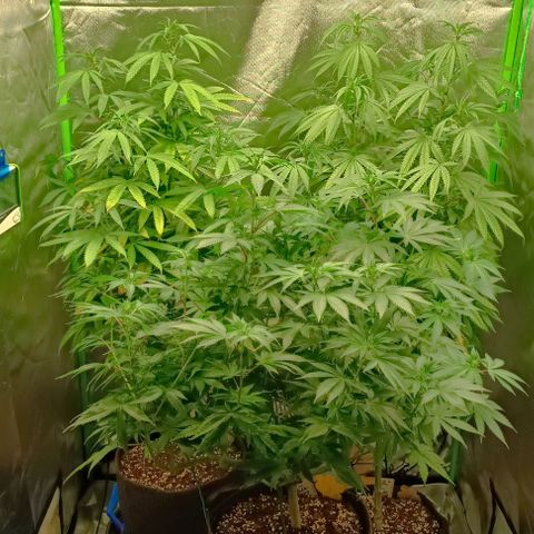 Hulkberry growlog photo: Luftoptimiert, vor-freigeschnitten fürs lollipoppen in ca. 1-2 Wochen und und höhenangeglichen 