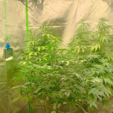 Hulkberry growlog photo: Luftoptimiert, vor-freigeschnitten fürs lollipoppen in ca. 1-2 Wochen und und höhenangeglichen 