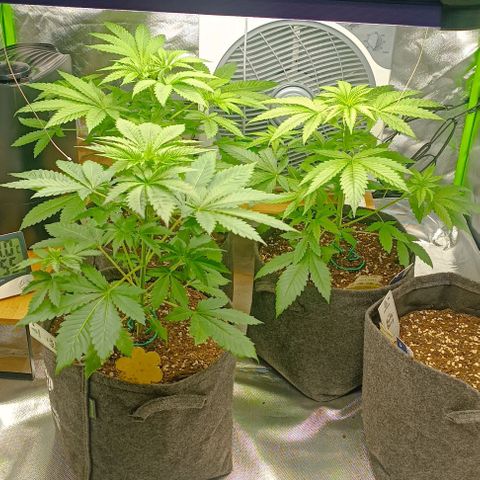 Lemon Shining Silver Haze  growlog photo: Lst der beiden hinteren und kleines freischneiden