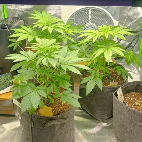 Lemon Shining Silver Haze  growlog photo: Lst der beiden hinteren und kleines freischneiden