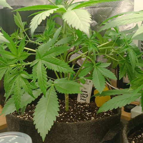 Lemon Shining Silver Haze  growlog photo: Lst der beiden hinteren und kleines freischneiden