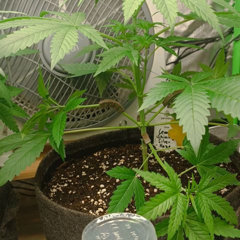 Lemon Shining Silver Haze  growlog photo: Lst der beiden hinteren und kleines freischneiden