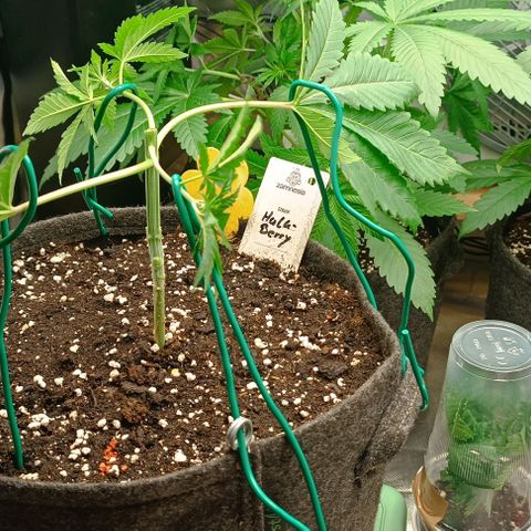 Hulkberry growlog photo: Hardcore-hightopping und lst 