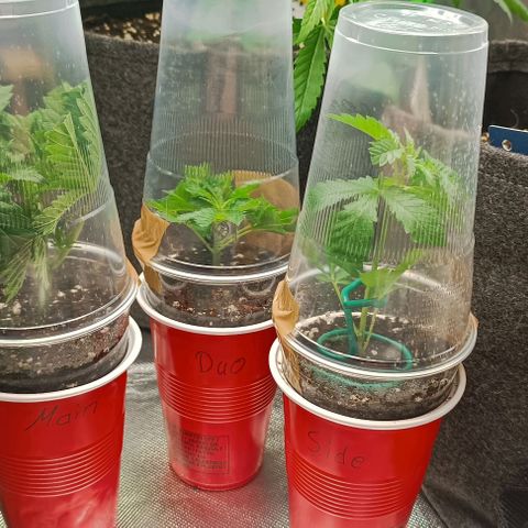 Hulkberry growlog photo: Hardcore-hightopping und lst 
