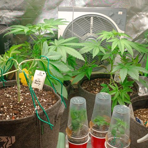 Hulkberry growlog photo: Hardcore-hightopping und lst 