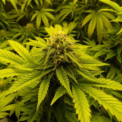 Lemon Shining Silver Haze  growlog photo: Mitte 6. Blütewoche 