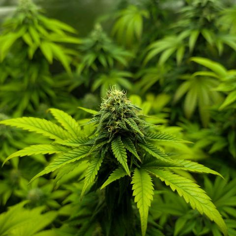 Lemon Shining Silver Haze  growlog photo: Mitte 6. Blütewoche 