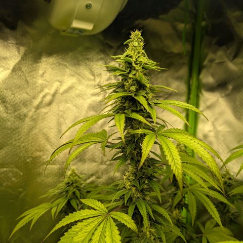 Lemon Shining Silver Haze  growlog photo: Mitte 6. Blütewoche 