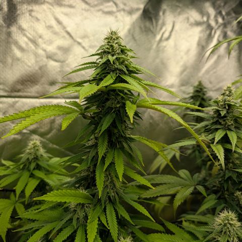 Lemon Shining Silver Haze  growlog photo: Mitte 6. Blütewoche 