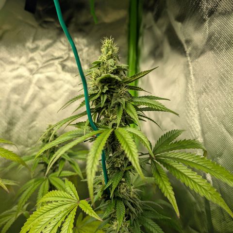 Lemon Shining Silver Haze  growlog photo: Mitte 6. Blütewoche 