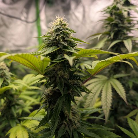 Hulkberry growlog photo: Mitte 6. Blütewoche 