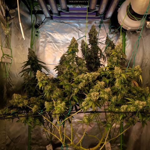 Hulkberry growlog photo: Trichome waren weiß also Cut und aufhängen zum trocknen 