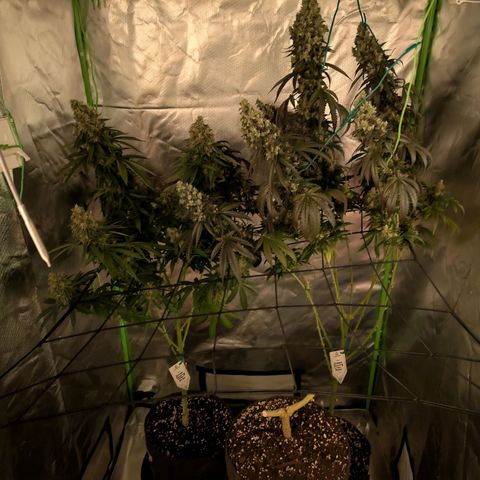 Hulkberry growlog photo: Trichome waren weiß also Cut und aufhängen zum trocknen 