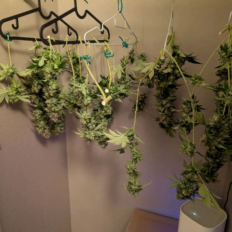 Hulkberry growlog photo: Trichome waren weiß also Cut und aufhängen zum trocknen 