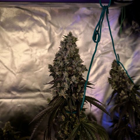 Lemon Shining Silver Haze  growlog photo: LSSH und Black Beauty nach dem Cut und nach der Trocknung