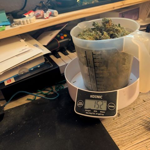Lemon Shining Silver Haze  growlog photo: LSSH und Black Beauty nach dem Cut und nach der Trocknung