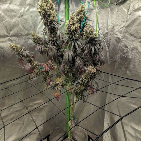 Lemon Shining Silver Haze  growlog photo: LSSH und Black Beauty nach dem Cut und nach der Trocknung