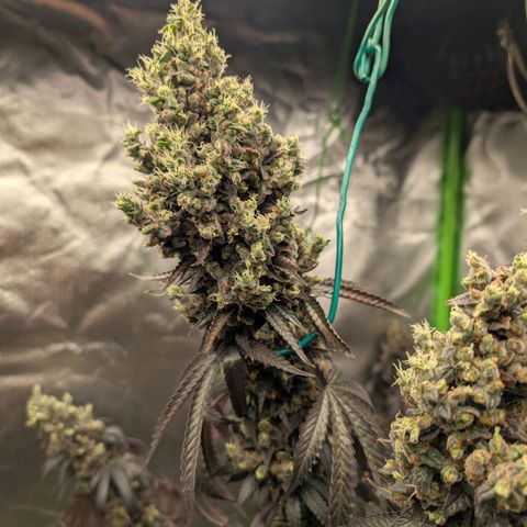 Lemon Shining Silver Haze  growlog photo: LSSH und Black Beauty nach dem Cut und nach der Trocknung