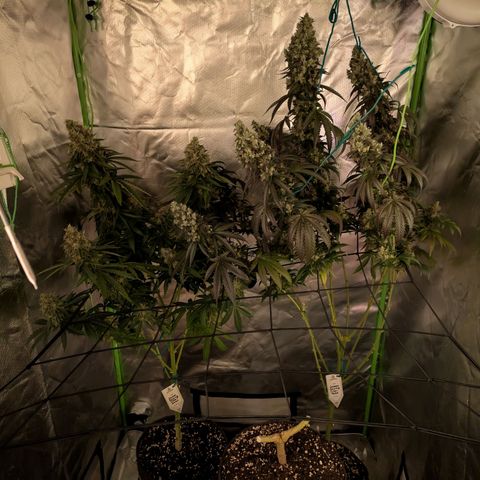 Lemon Shining Silver Haze  growlog photo: LSSH und Black Beauty nach dem Cut und nach der Trocknung