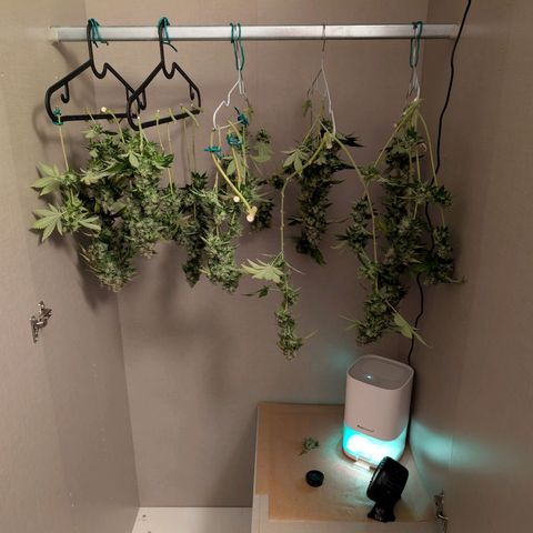 Hulkberry growlog photo: Cut und Trocknung der Hulkberry 